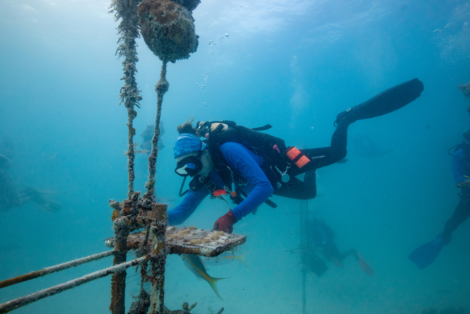 Rescued Florida Keys corals returned to ocean nurseries