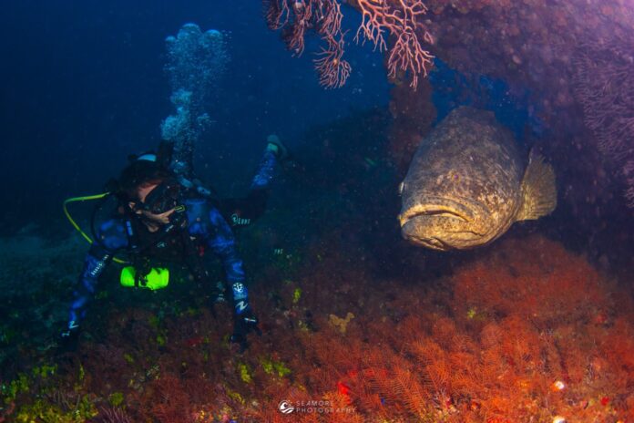 a scuba with a large fish in the water