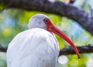 a white bird with a red beak sitting on a branch