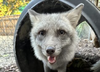 a gray wolf standing inside of a black tube