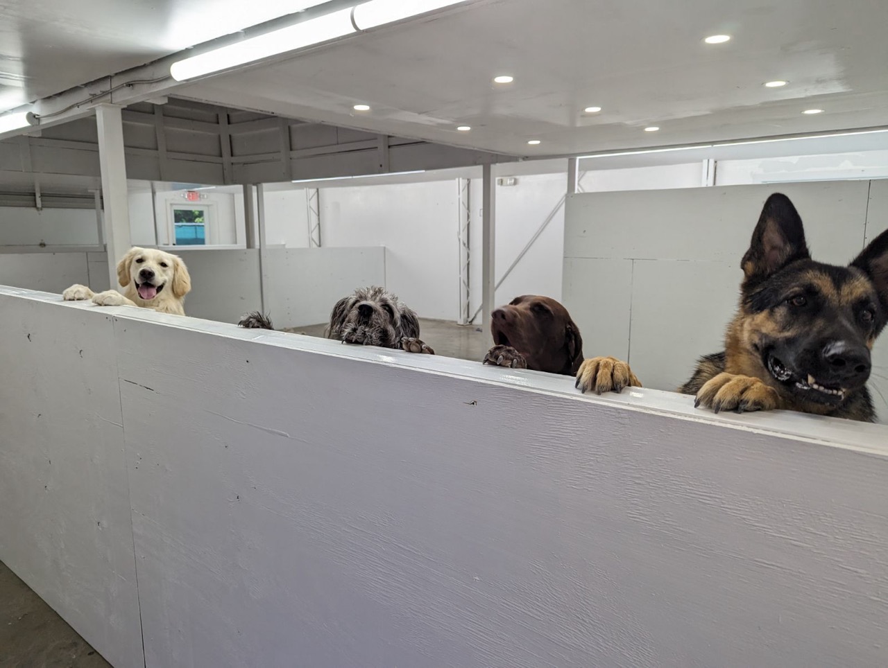 KEY LARGO’S NEW ZOOMIES PET VILLAS OFFERS BOARDING & TRAINING