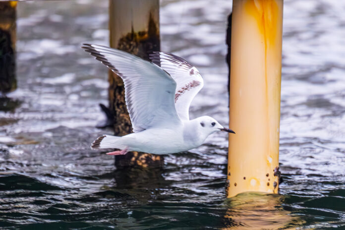 a seagull flying over a body of water