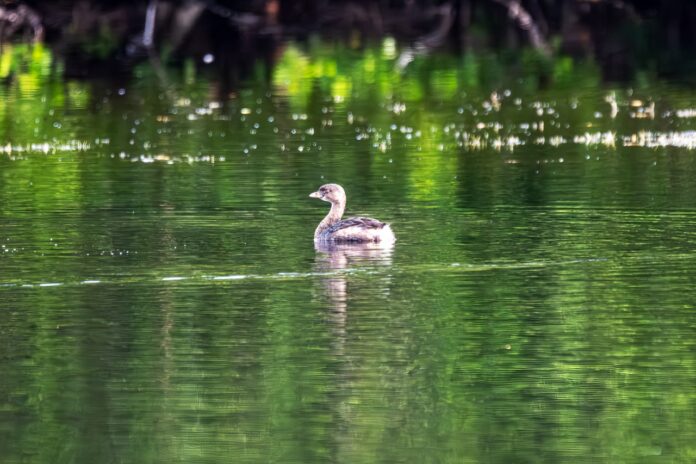a duck swimming on a lake with trees in the background