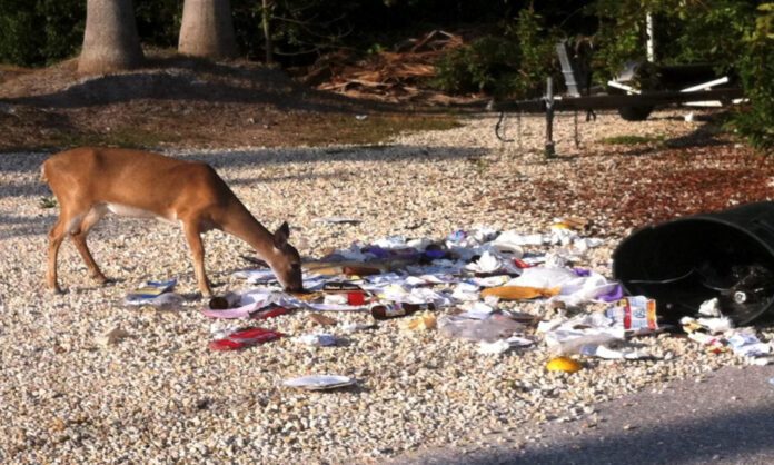 a deer eating trash on the side of a road