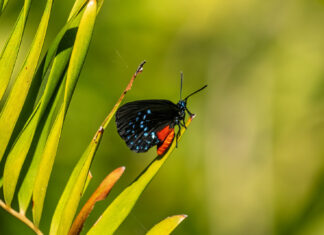 a blue and red butterfly sitting on top of a green plant