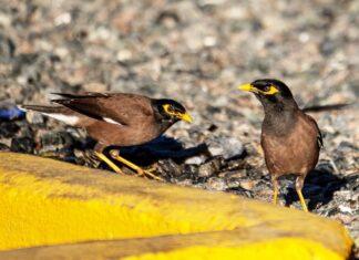 a couple of birds standing on top of a yellow pipe