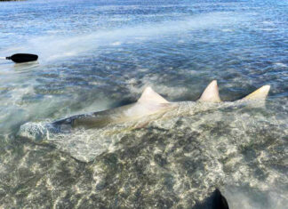 a dead shark in the water near a beach