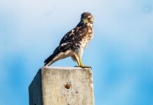 a hawk sitting on top of a cement block