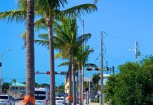 palm trees line the sidewalk of a city street