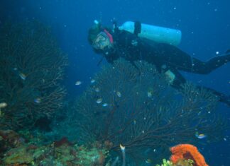 a man scubas over a colorful coral reef