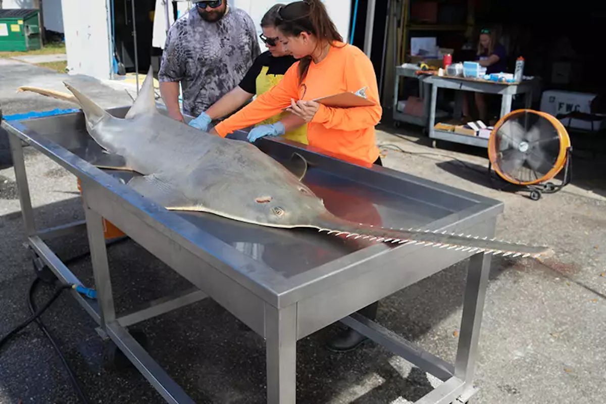 RESEARCHERS CLOSE IN ON ‘MOST PROMISING LEADS’ BEHIND SPINNING FISH & SAWFISH DEATHS
