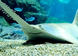 a large white shark swimming in an aquarium