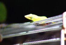 a small yellow lizard sitting on top of a metal cage