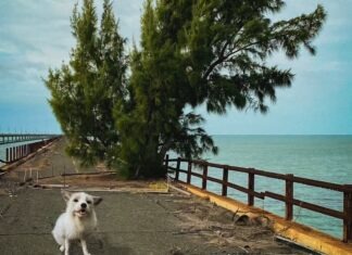a white dog standing on top of a cement road