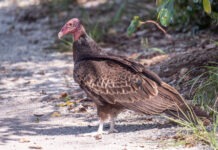a large bird standing on top of a dirt road