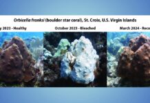 two pictures of corals in the ocean
