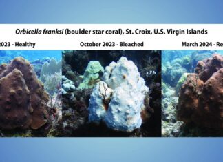 two pictures of corals in the ocean