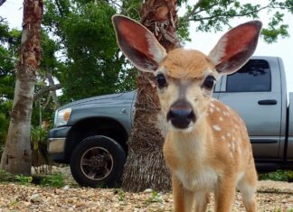 a baby deer standing in front of a truck