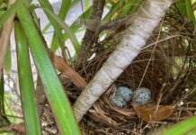 a bird's nest in a palm tree