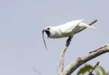 a white bird with a long beak perched on a tree branch