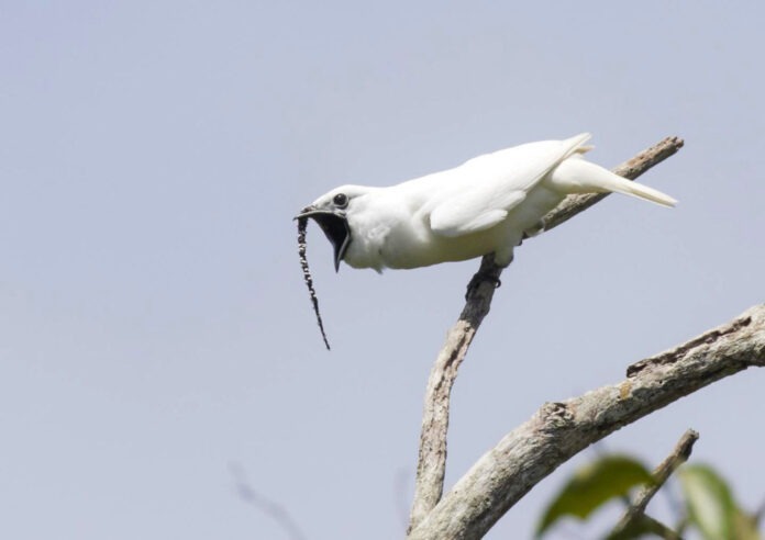 a white bird with a long beak perched on a tree branch