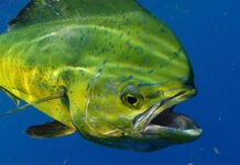 a yellow fish with its mouth open in the water