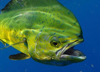 a yellow fish with its mouth open in the water