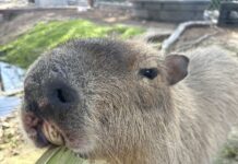 a capybara eating a stalk of corn