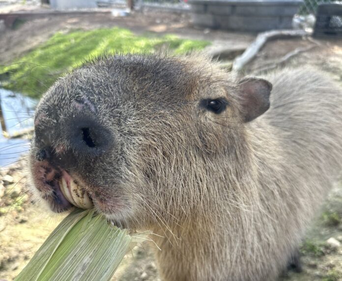 a capybara eating a stalk of corn