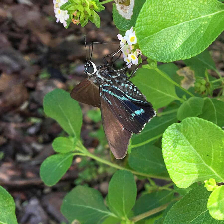 a butterfly sitting on top of a green plant