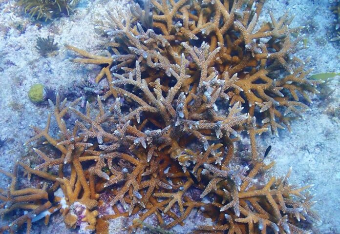 a group of sea stars on a coral reef