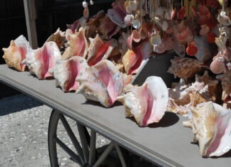 a table topped with lots of sea shells