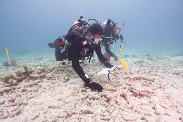 a group of people in scuba gear on a sandy surface