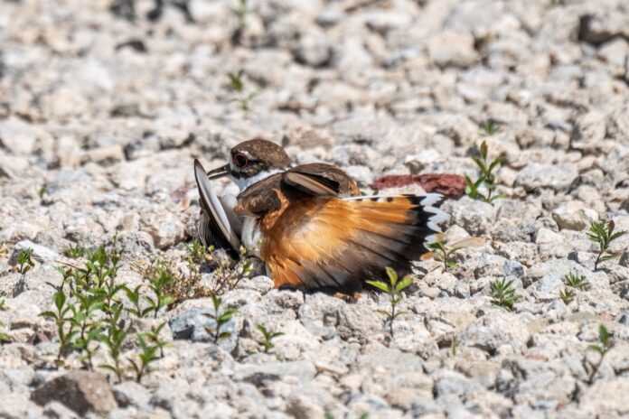 a small brown and white bird laying on the ground