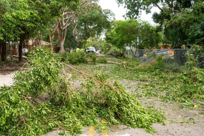 a large tree that has fallen over in a yard