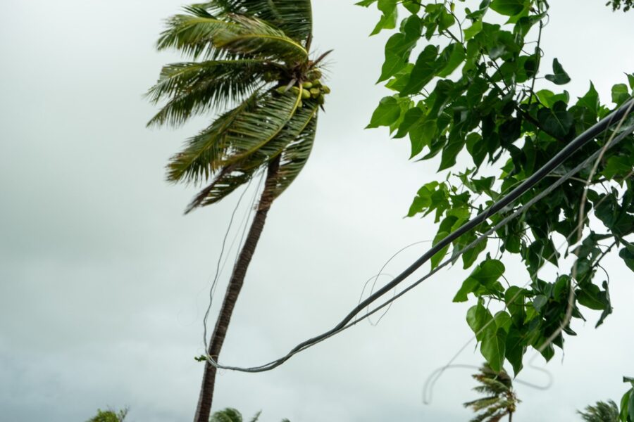 a palm tree blowing in the wind on a cloudy day