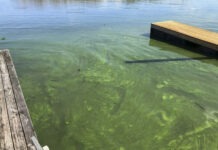 a dock with algae growing in the water