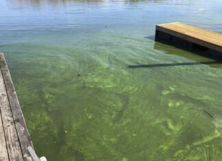 a dock with algae growing in the water