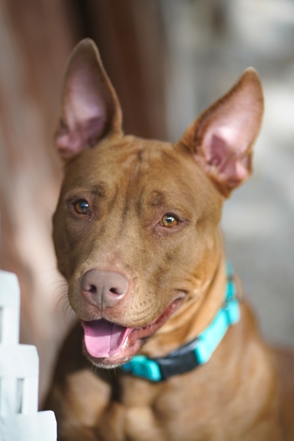a brown dog sitting next to a white fence