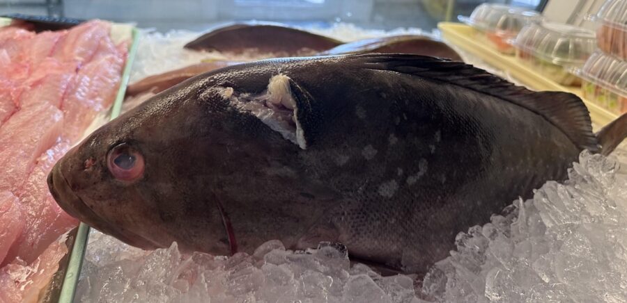 a large fish sitting on top of a pile of ice