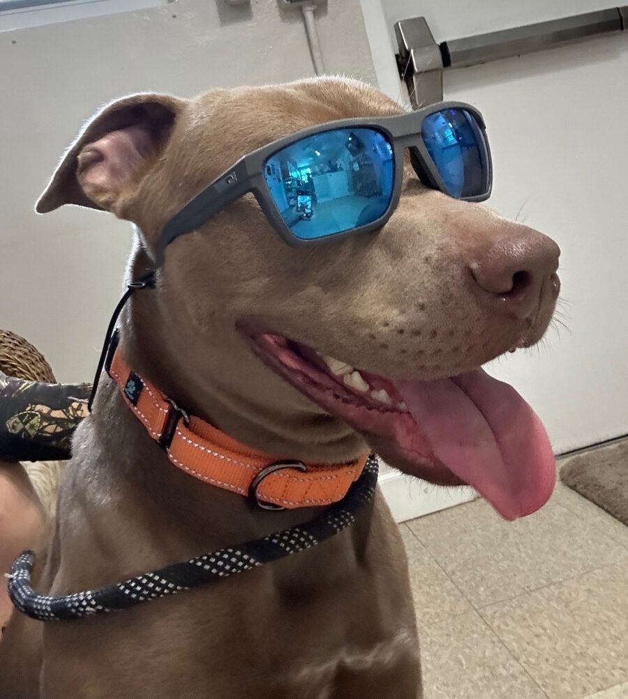 a brown dog wearing sunglasses sitting on top of a chair