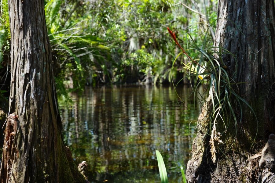 a body of water surrounded by trees and plants