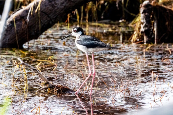 a black and white bird is standing in the water