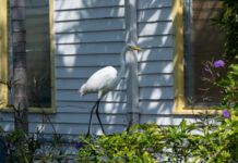 a white bird standing in front of a house
