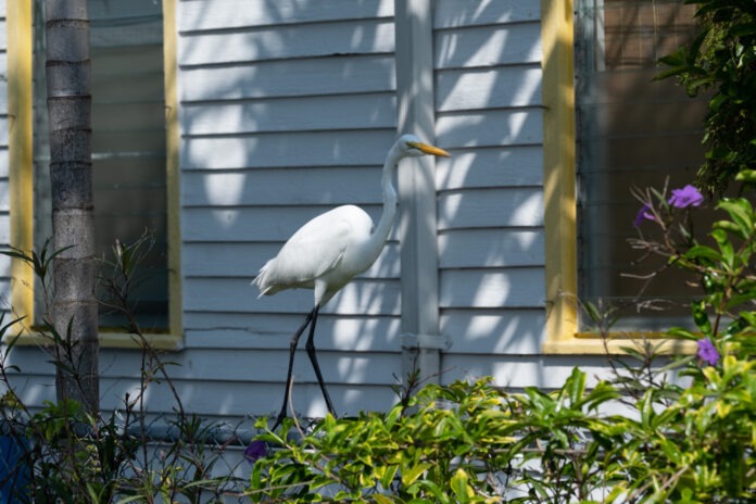 a white bird standing in front of a house