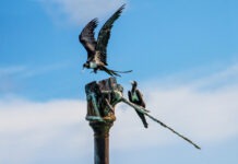 two birds perched on top of a wooden pole