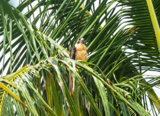 a bird perched on top of a palm tree