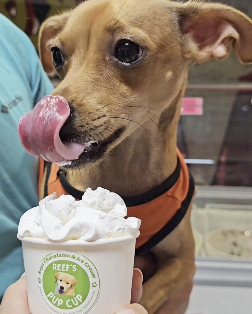 a dog licking its tongue while holding a cup of ice cream