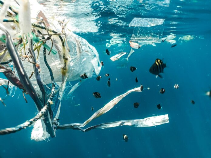 a plastic bag floating on top of a body of water