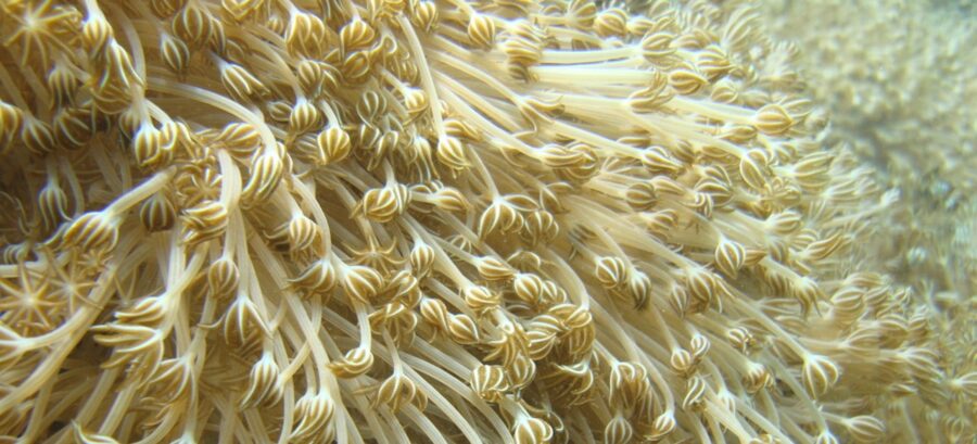 a close up of a sea anemone on a coral